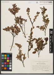 Foto von Salix myrtilloides L. x Salix repens L.